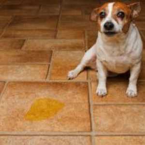 Cistita la câini - simptome și tratament