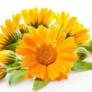 Florile de galbenele - proprietati medicinale