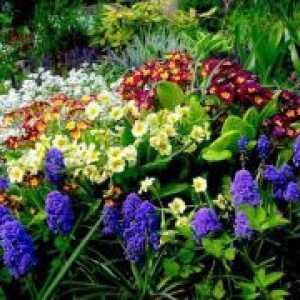 Flori, plante perene pentru gradina
