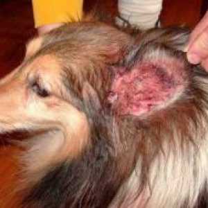 Dermatita la câini