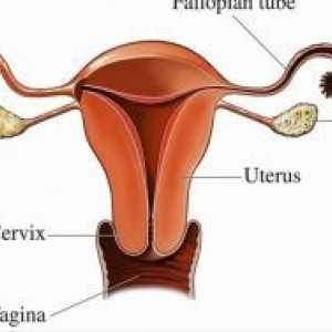 Lungimea colului uterin în timpul sarcinii
