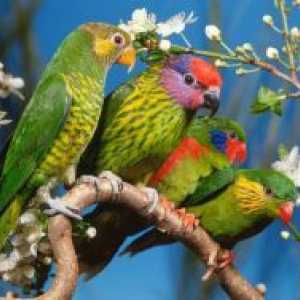 Papagali Pet - Tipuri de
