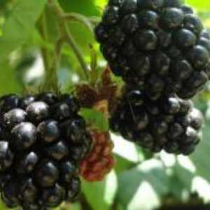 Blackberry „tornfri“ - de plantare și îngrijire