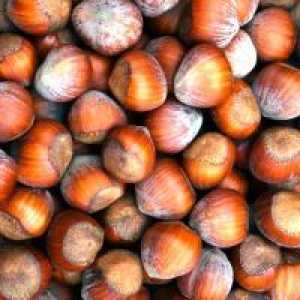 Hazelnut - plantare și îngrijire