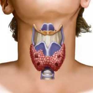 Funcția tiroidiană