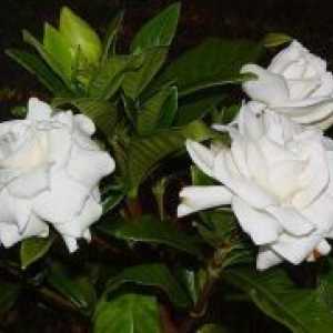 Iasomie Gardenia