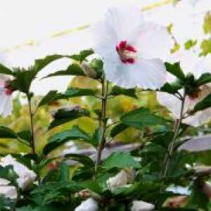 Hibiscus Garden - un adăpost pentru iarna