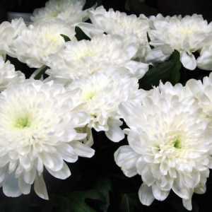 Chrysanthemum: subtilitățile de îngrijire a unei flori la domiciliu