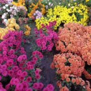 Crizanteme - plantarea și îngrijirea în câmp deschis