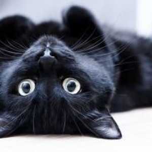 Nume pentru o pisica neagra