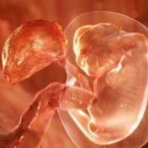 Implantarea embrionului - semne