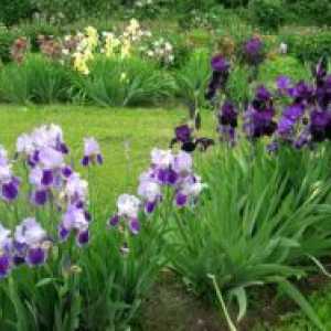 Siberian Iris - plantarea și îngrijirea