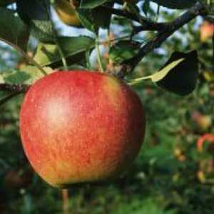 Mărul - plantare și îngrijire