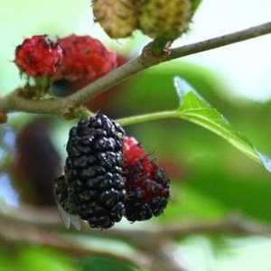 Mulberry fructe de pădure - avantaje și prejudicii