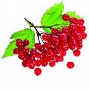 Fructe de padure Viburnum - avantaje și prejudicii