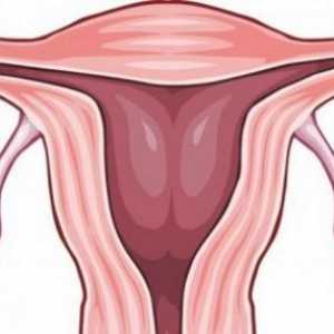 Ovarele la femei - locația