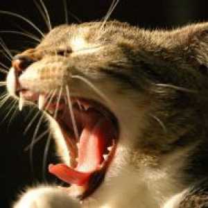 Stomatită ulceroasă la pisici - Tratamentul
