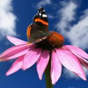 Echinacea - Tinctura