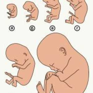 Embryo 2 săptămâni