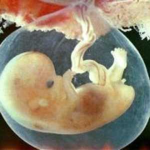 Embryo - 7 săptămâni