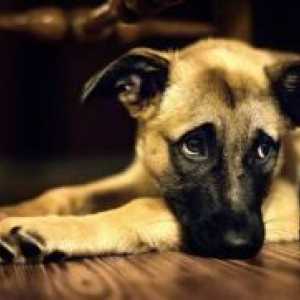 Encefalitei determinată de căpușe la câini - Simptome