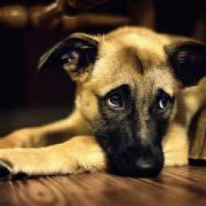 Endometrita la câini - simptome și tratament