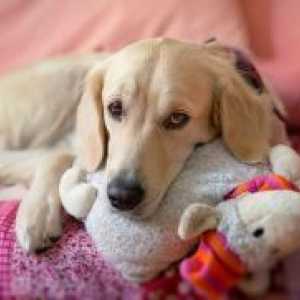 Endometrita la câini