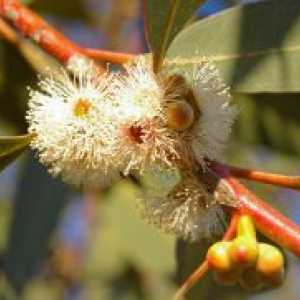 Eucalyptus în timpul sarcinii