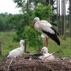 De ce vis de un Stork?