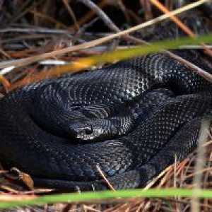 De ce vis de un șarpe negru?