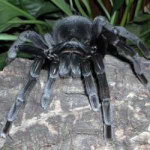De ce vis de un păianjen negru?