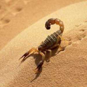 De ce vis de un scorpion?