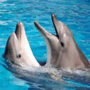 De ce visezi delfinii?