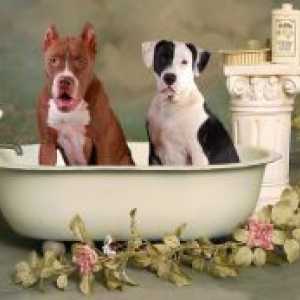 Cât de des pot spăla un câine?