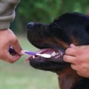 Cum să se spele pe dinți câinele?