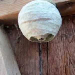 Cum să scapi de cuib de viespi pe balcon?