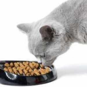 Cum să se hrănească pisica castrati?