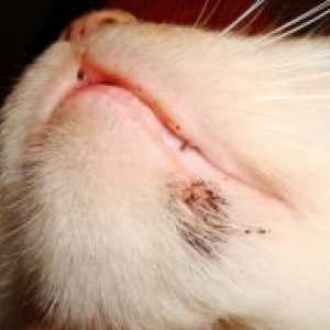 Cum de a trata acneea la pisici de pe bărbie?