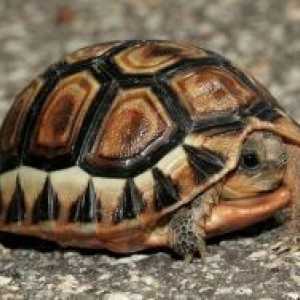 Cum de a determina sexul unei broaște țestoase teren?