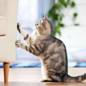 Cum se intarca pisica pentru a rupe mobila?