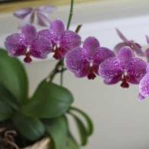 Cum să transplant orhidee după înflorire?