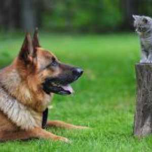 Cum de a face prieteni de pisică și de câine?