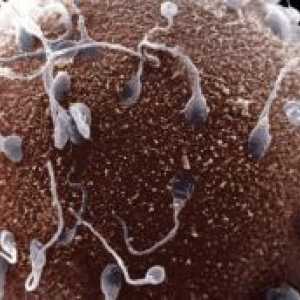 Cum devine sperma în ou?