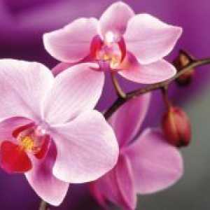 Cum se uda orhidee?