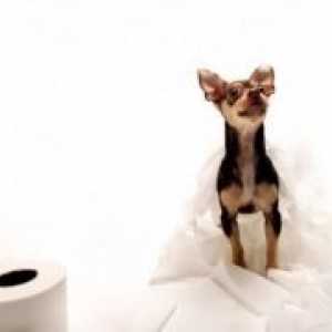 Cum de a instrui un Chihuahua la toaletă?