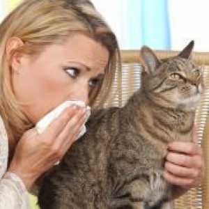 Cum sunt alergic la pisici?