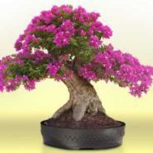 Cum să crească bonsai acasă?