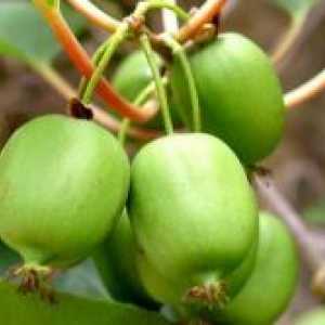 Cum să crească din semințe de kiwi?
