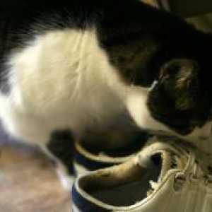 Cum de a aduce mirosul de urină pisica din pantof?