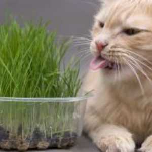 Ce fel de iarbă ca o pisică?